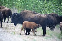 relaxed bisons