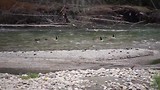 The family duck goes rafting