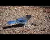 Stellers Jay