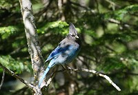 stellers jay