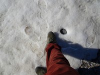 Honeyview_arctic ice