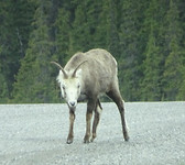 Honeyview_killer goat