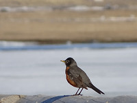 Honeyview_another birdie