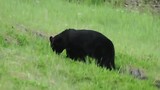 black bear eating gras