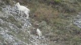 dall sheep