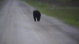 Bear on the road