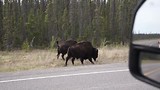 Bisons on Liard HIghway