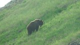 Brown colored Black bear eating gras