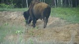 Bison movies