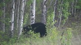 Wild Animals
