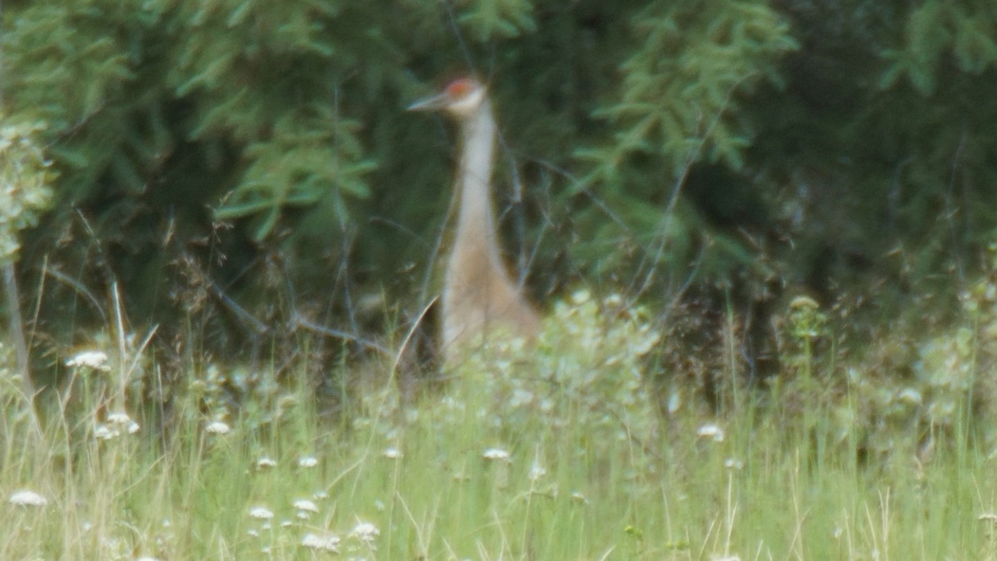 from_a_long_distance_sandhill_crane_i_think