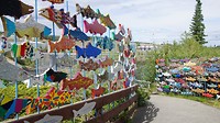 Salmon Art
