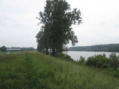 Rijndijk