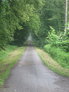 Lange  rechte wegen door het bos