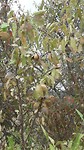 En amandelbomen