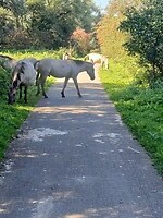 paarden in de "Camargue"