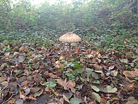 Flora