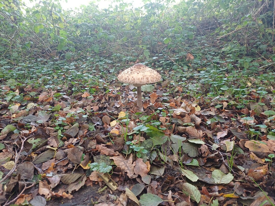 Flora