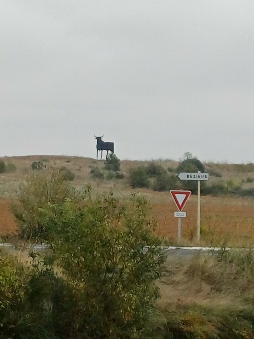 Stier