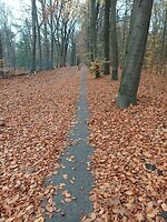 Fietspad door de bossen.