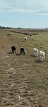 Schapen op de dijk bij Naardermeer