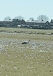 Ooievaar