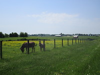 Ezeltjes