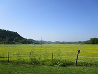 Groen Kentucky