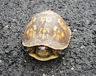 Schildpad