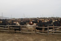 Feedfarm