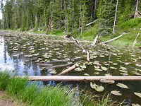 Yellowstone