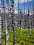 Yellowstone