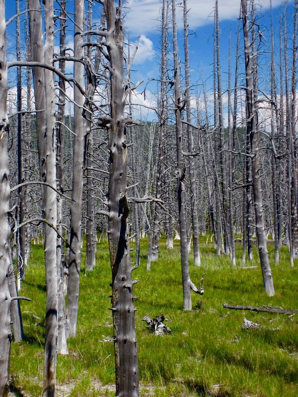 Yellowstone