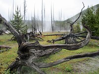 Yellowstone
