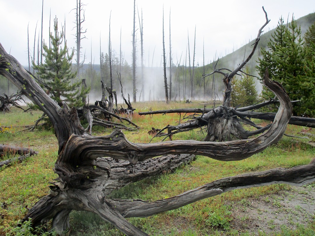Yellowstone