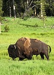 Yellowstone