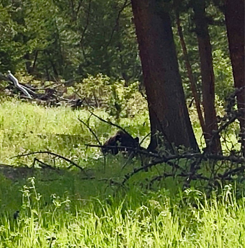 Yellowstone