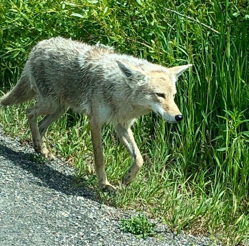 Yellowstone