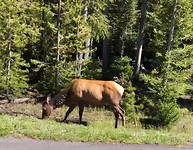 Yellowstone