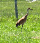 Canadese kraanvogel