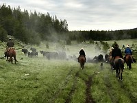 Cowboys in actie