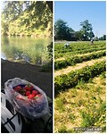 Aardbeien van de volle grond