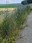 Detail in blauw