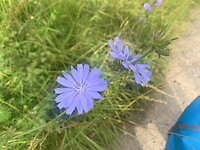 Cichorei… (volgens Plantnet)