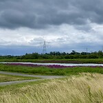 Reuze balsemien in bloei