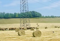 Paarden en een Ooievaar
