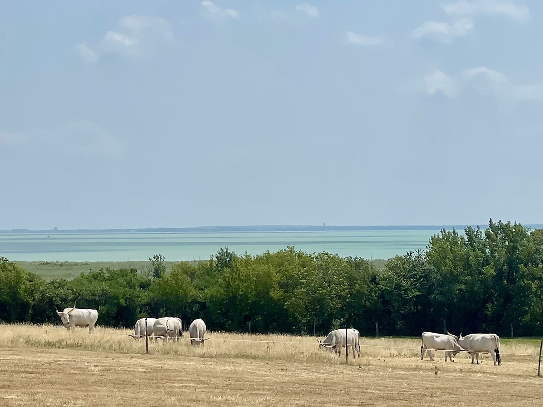 Zeldzame View