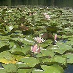 Vassacher See