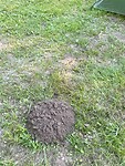 Buurman de Mol