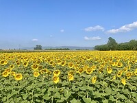 Zonnige zonnebloemen
